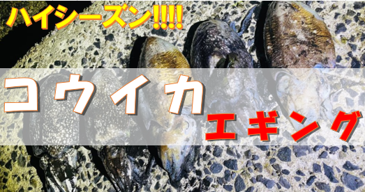 【岡山】シーズン最盛期！コウイカ・エギング調査(2021年5月中旬)釣果　