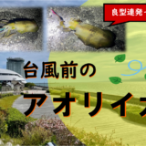 【鳥取・境港】台風前のプチ遠征！秋のアオリイカ狙いで良型連発!!(2022年9月中旬)